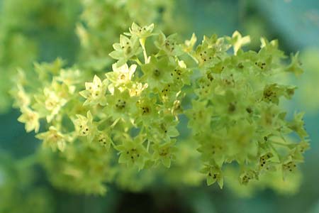Alchemilla mollis \ Weicher Frauenmantel / Garden Lady's Mantle, D Odenwald, Lindenfels 26.6.2020