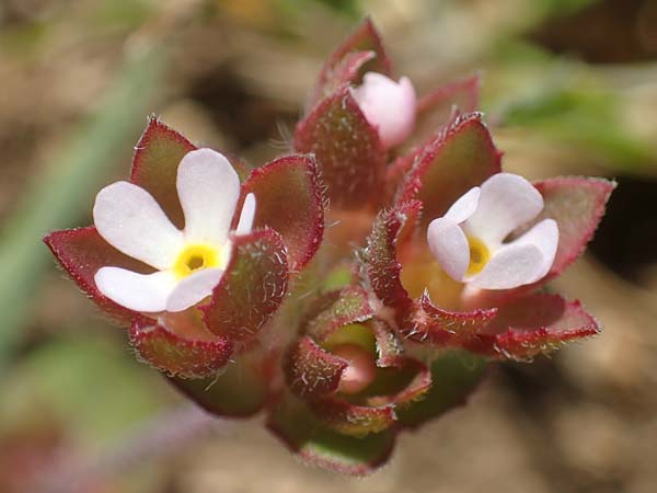 Androsace maxima \ Acker-Mannsschild, Gro&szlig;kelchiger Mannsschild / Annual Rock Jasmine, D Neuleiningen 13.4.2021