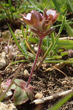 Androsace maxima \ Acker-Mannsschild, Gro&szlig;kelchiger Mannsschild / Annual Rock Jasmine, D Neuleiningen 13.4.2021