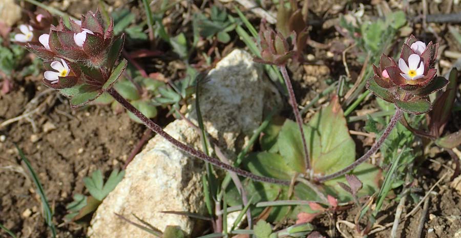 Androsace maxima \ Acker-Mannsschild, Gro&szlig;kelchiger Mannsschild / Annual Rock Jasmine, D Neuleiningen 13.4.2021