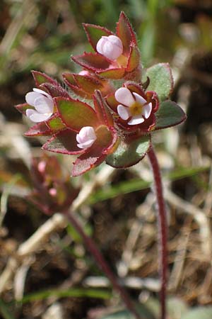 Androsace maxima \ Acker-Mannsschild, Gro&szlig;kelchiger Mannsschild / Annual Rock Jasmine, D Neuleiningen 13.4.2021
