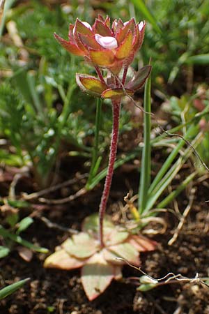 Androsace maxima \ Acker-Mannsschild, Gro&szlig;kelchiger Mannsschild / Annual Rock Jasmine, D Neuleiningen 13.4.2021
