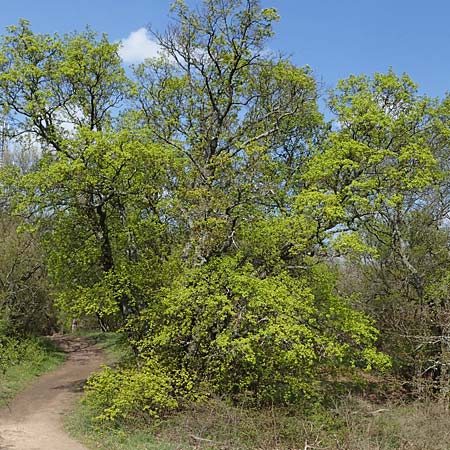 Acer campestre x monspessulanum \ Hybrid-Ahorn / Hybrid Maple, D Bad Kreuznach 20.4.2021