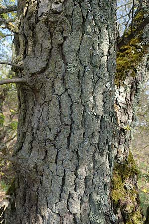 Acer campestre x monspessulanum \ Hybrid-Ahorn / Hybrid Maple, D Bad Kreuznach 20.4.2021