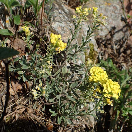 Alyssum montanum \ Berg-Steinkraut / Mountain Alison, Mountain Madwort, D Bad Kreuznach,  Ruine Rheingrafenstein 20.4.2021