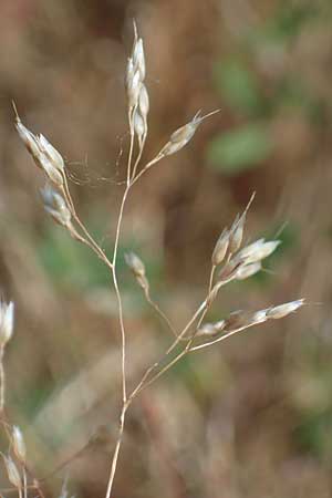 Aira multiculmis, Multi-Stemmed Hair-Grass