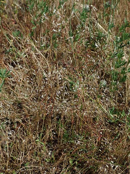 Aira multiculmis \ Vielst&auml;ngelige Haferschmiele / Multi-Stemmed Hair-Grass, D Hockenheim 17.6.2021