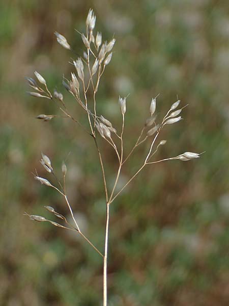 Aira multiculmis \ Vielst&auml;ngelige Haferschmiele / Multi-Stemmed Hair-Grass, D Hockenheim 17.6.2021