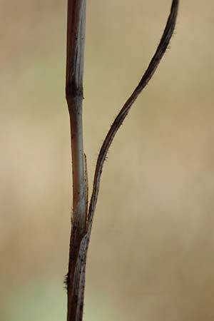 Aira caryophyllea \ Nelken-Haferschmiele / Common Silver Hair-Grass, D Hockenheim 17.6.2021