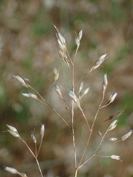 Aira multiculmis \ Vielst&auml;ngelige Haferschmiele / Multi-Stemmed Hair-Grass, D Hockenheim 17.6.2021