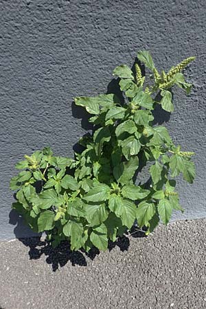 Amaranthus retroflexus, Rauhaariger Amaranth Amaranthus retroflexus, Rauhaariger Amaranth