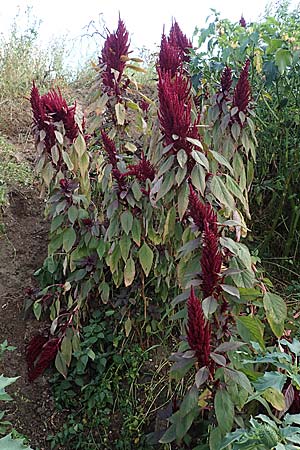 Amaranthus hypochondriacus \ Trauer-Amaranth, Prinzenfeder-Fuchsschwanz / Prince of Wales Pigweed, D Weisenheim am Sand 26.8.2021