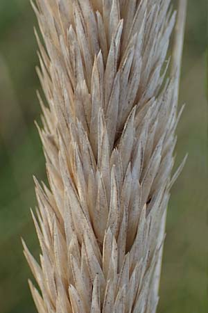 Calamagrostis arenaria \ Strand-Hafer / European Marram Grass, European Beach Grass, D Sierksdorf-Haffkrug 12.9.2021