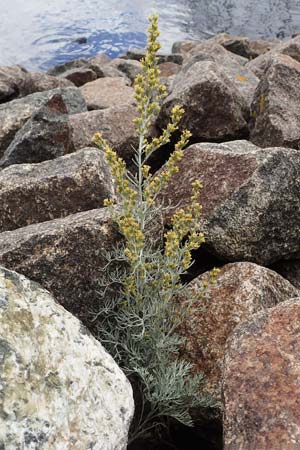 Artemisia maritima \ Strand-Beifu� / Sea Wormwood, Maritime Wormseed, D Heiligenhafen 17.9.2021