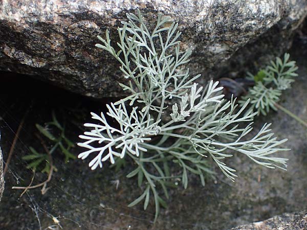 Artemisia maritima \ Strand-Beifu� / Sea Wormwood, Maritime Wormseed, D Heiligenhafen 17.9.2021