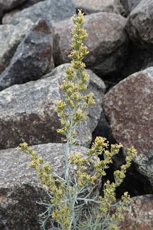 Artemisia maritima \ Strand-Beifu� / Sea Wormwood, Maritime Wormseed, D Heiligenhafen 17.9.2021