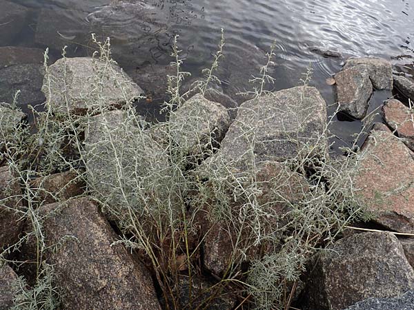 Artemisia maritima \ Strand-Beifu� / Sea Wormwood, Maritime Wormseed, D Heiligenhafen 17.9.2021