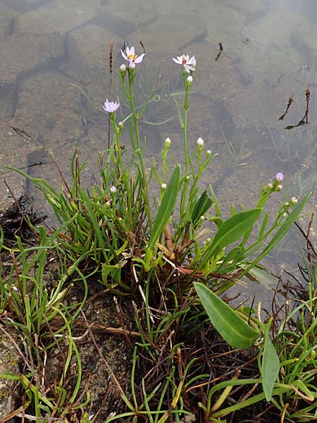 Tripolium pannonicum subsp. tripolium \ Meer-Aster, Strand-Aster / Sea Aster, D Wendtorf 18.9.2021
