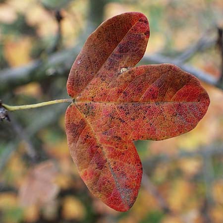 Acer monspessulanum \ Felsen-Ahorn, Franz�sischer Ma�holder / Montpellier Maple, D Bad Kreuznach 3.10.2021