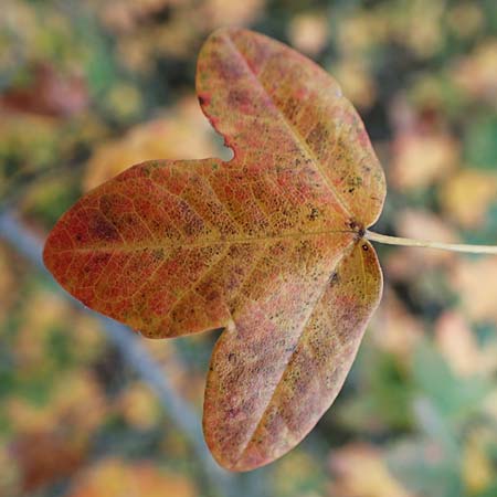 Acer monspessulanum \ Felsen-Ahorn, Franz�sischer Ma�holder / Montpellier Maple, D Bad Kreuznach 3.10.2021
