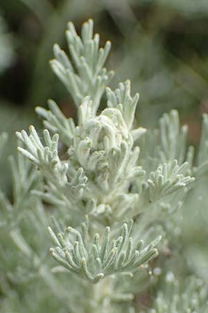 Artemisia maritima, Strand-Beifu�