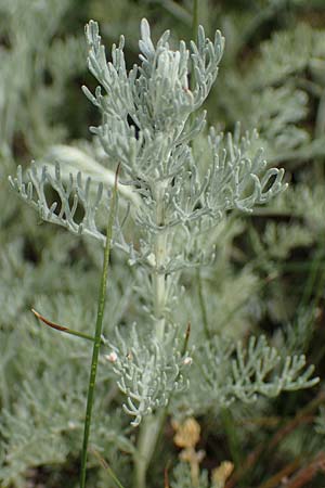 Artemisia maritima \ Strand-Beifu� / Sea Wormwood, Maritime Wormseed, D Th&uuml;ringen, Artern 11.6.2022