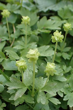 Adoxa moschatellina \ Moschuskraut / Moschatel, Town-Hall Clock, D M&ouml;mlingen 8.4.2023