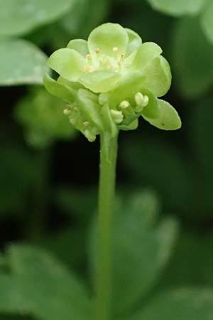 Adoxa moschatellina \ Moschuskraut / Moschatel, Town-Hall Clock, D M&ouml;mlingen 8.4.2023