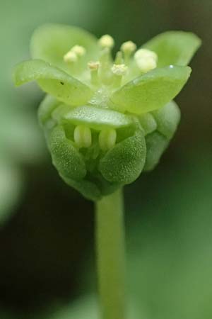 Adoxa moschatellina \ Moschuskraut / Moschatel, Town-Hall Clock, D M&ouml;mlingen 8.4.2023