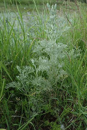 Artemisia maritima \ Strand-Beifu� / Sea Wormwood, Maritime Wormseed, D Th&uuml;ringen, Artern 13.6.2023