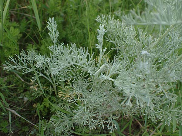 Artemisia maritima \ Strand-Beifu� / Sea Wormwood, Maritime Wormseed, D Th&uuml;ringen, Artern 13.6.2023
