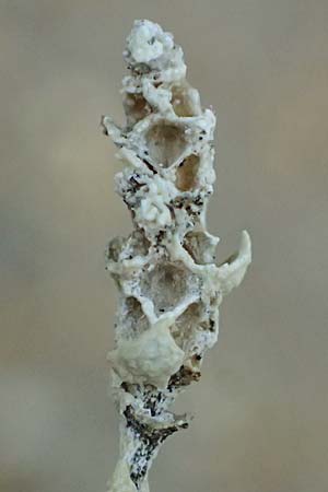 Artemisia maritima \ Strand-Beifu� / Sea Wormwood, Maritime Wormseed, D Th&uuml;ringen, Artern 13.6.2023