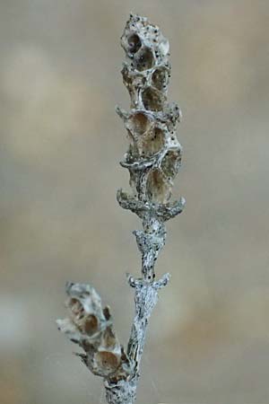 Artemisia maritima \ Strand-Beifu� / Sea Wormwood, Maritime Wormseed, D Th&uuml;ringen, Artern 13.6.2023