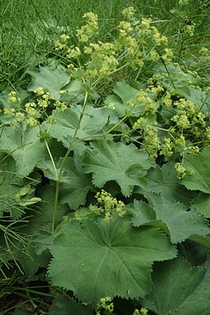 Alchemilla mollis \ Weicher Frauenmantel / Garden Lady's Mantle, D Rh&ouml;n, Gersfeld 22.6.2023