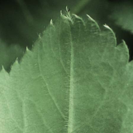 Alchemilla mollis \ Weicher Frauenmantel / Garden Lady's Mantle, D Rh&ouml;n, Gersfeld 22.6.2023