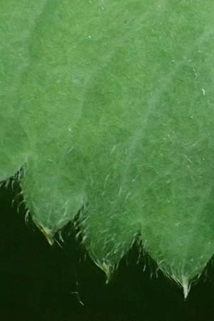 Alchemilla mollis \ Weicher Frauenmantel / Garden Lady's Mantle, D Rh&ouml;n, Gersfeld 22.6.2023