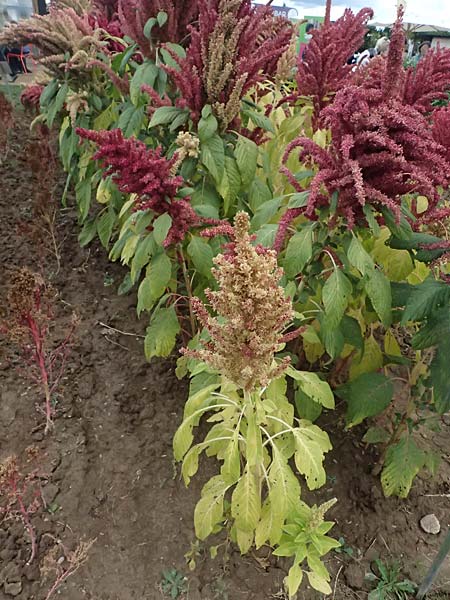 Amaranthus hypochondriacus \ Trauer-Amaranth, Prinzenfeder-Fuchsschwanz / Prince of Wales Pigweed, D Mannheim 23.9.2023