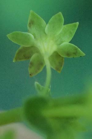 Alchemilla mollis \ Weicher Frauenmantel / Garden Lady's Mantle, D Duisburg 20.6.2025