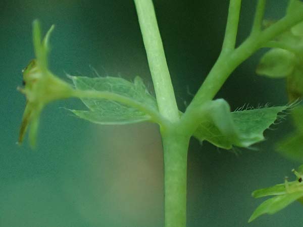 Alchemilla mollis \ Weicher Frauenmantel / Garden Lady's Mantle, D Duisburg 20.6.2025