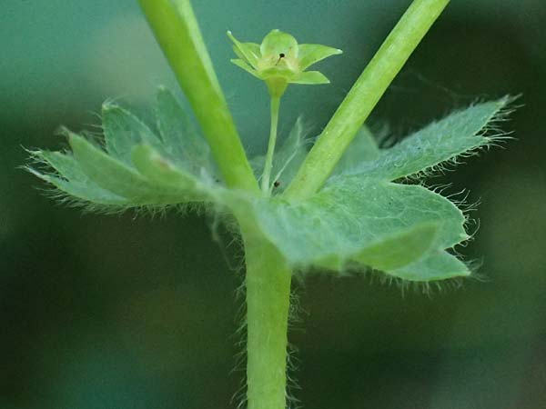 Alchemilla mollis \ Weicher Frauenmantel / Garden Lady's Mantle, D Duisburg 20.6.2025