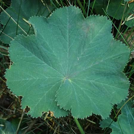 Alchemilla mollis \ Weicher Frauenmantel / Garden Lady's Mantle, D Duisburg 20.6.2025