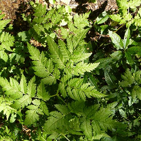 Anthriscus nitida \ Glanz-Kerbel / Glossy-Leaved Parsley, D Beuron 11.7.2015