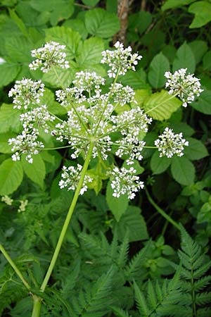 Anthriscus sylvestris \ Wiesen-Kerbel / Cow Parsley, D Fridingen 20.6.2015