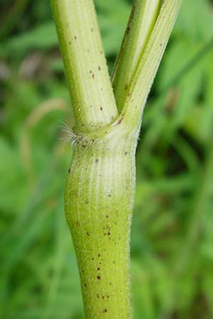 Anthriscus sylvestris \ Wiesen-Kerbel / Cow Parsley, D Fridingen 20.6.2015