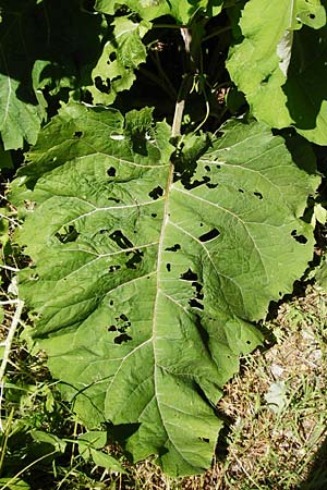 Arctium nemorosum \ Hain-Klette, Auen-Klette / Wood Burdock, D Schelklingen 10.7.2015