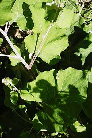 Arctium nemorosum \ Hain-Klette, Auen-Klette / Wood Burdock, D Schelklingen 10.7.2015