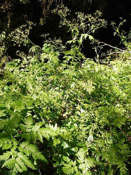 Anthriscus nitida \ Glanz-Kerbel / Glossy-Leaved Parsley, D Beuron 11.7.2015