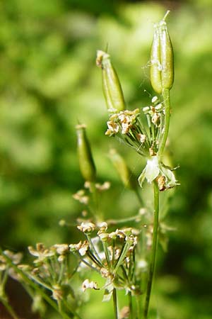 Anthriscus nitida \ Glanz-Kerbel / Glossy-Leaved Parsley, D Beuron 11.7.2015