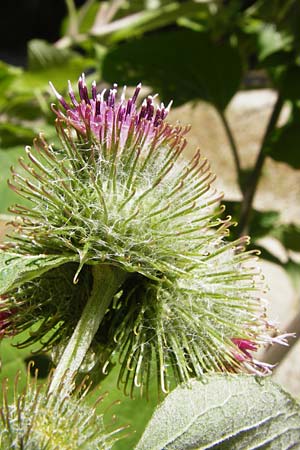 Arctium nemorosum \ Hain-Klette, Auen-Klette / Wood Burdock, D Schelklingen 25.7.2015