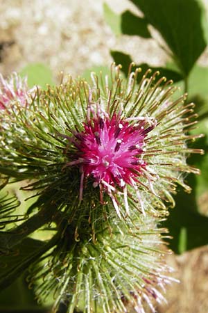 Arctium nemorosum \ Hain-Klette, Auen-Klette / Wood Burdock, D Schelklingen 25.7.2015